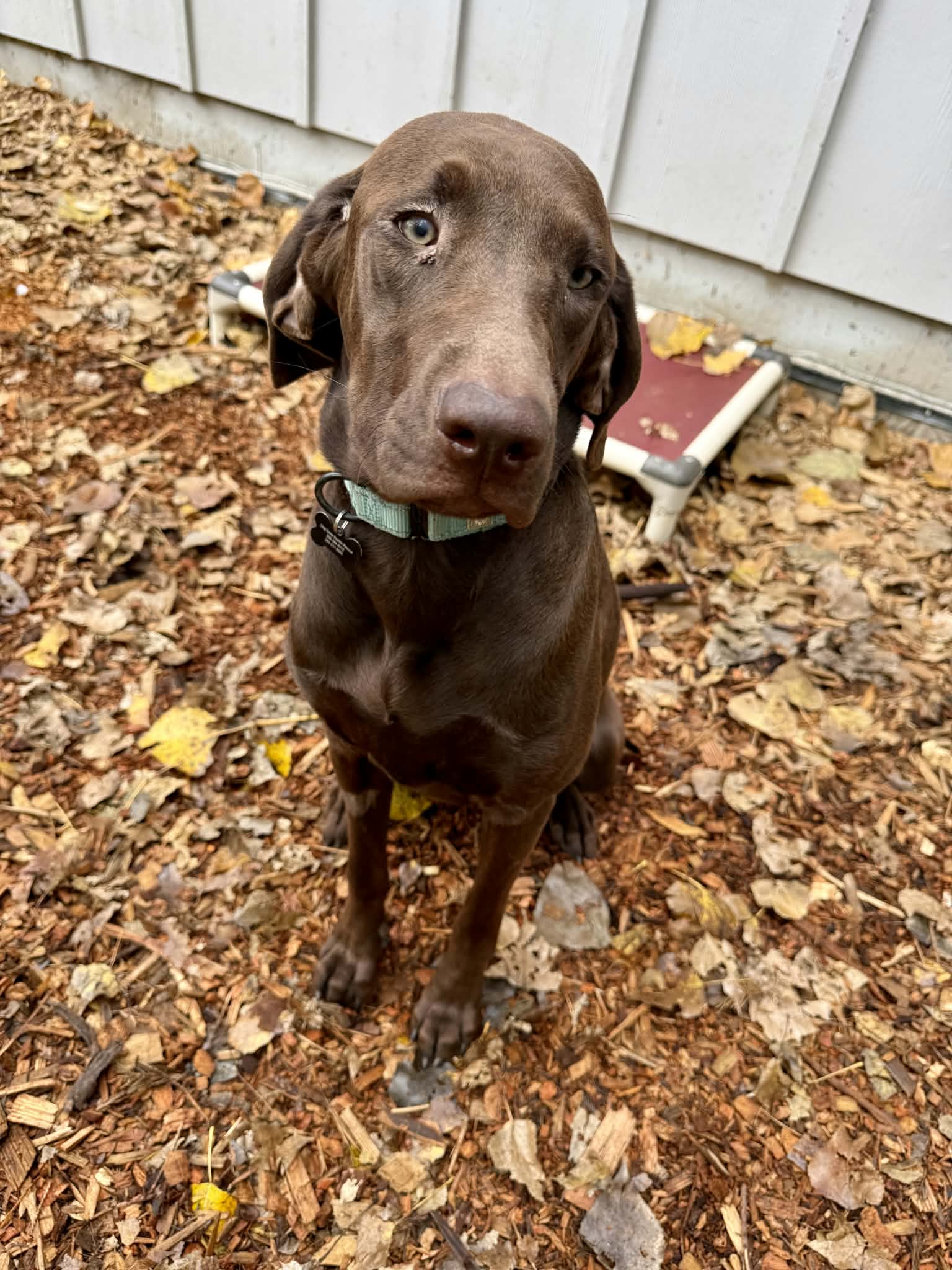 Rascal, photo 2