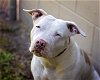 adoptable Dog in saint cloud, FL named BRITTANY