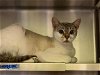 adoptable Cat in saint cloud, FL named ABILENE