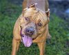 adoptable Dog in saint cloud, FL named BANSHEE