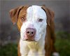 adoptable Dog in saint cloud, FL named BOLT