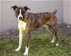 adoptable Dog in saint cloud, FL named BLAZE