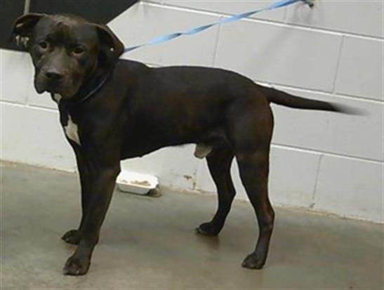 adoptable Dog in Saint Cloud, FL named BRUCE