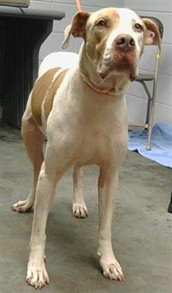 adoptable Dog in Saint Cloud, FL named ABE