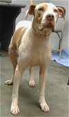 adoptable Dog in saint cloud, FL named ABI