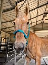 adoptable Horse in saint cloud, FL named BIG BOY