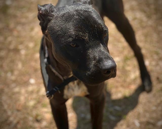adoptable Dog in Saint Cloud, FL named JACK-D24