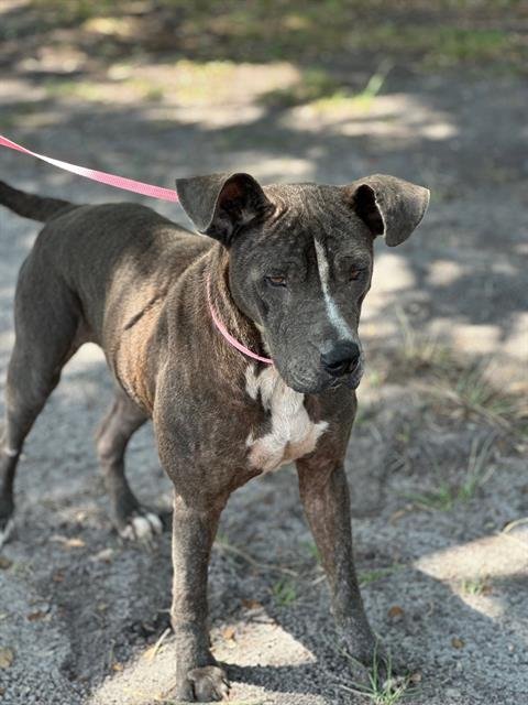 adoptable Dog in Saint Cloud, FL named NALA-2D1