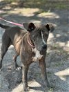 adoptable Dog in saint cloud, FL named 2-D1-NALA
