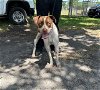 adoptable Dog in saint cloud, FL named 2-D2-FRECKLES