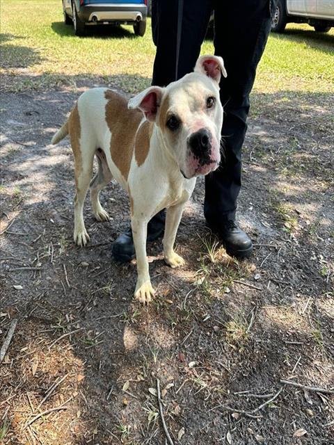 adoptable Dog in Saint Cloud, FL named COSMO-2D3