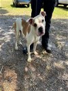 adoptable Dog in saint cloud, FL named 2-D3-COSMO