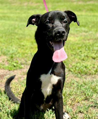 adoptable Dog in Saint Cloud, FL named DUDE