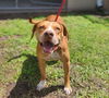 adoptable Dog in Saint Cloud, FL named JAKE