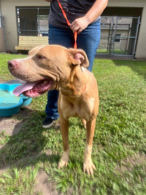 adoptable Dog in Saint Cloud, FL named JAMESON