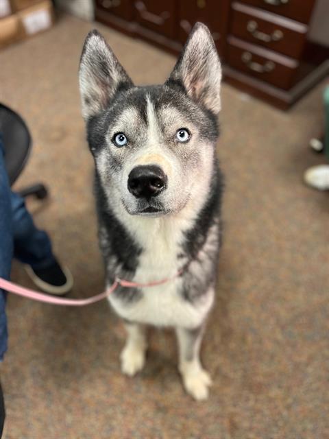 adoptable Dog in Saint Cloud, FL named APPA