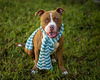 adoptable Dog in Saint Cloud, FL named BUFORD