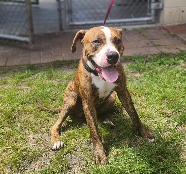 adoptable Dog in Saint Cloud, FL named CLIP BOARD