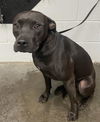 adoptable Dog in Saint Cloud, FL named XENA