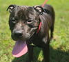 adoptable Dog in Saint Cloud, FL named TONKA