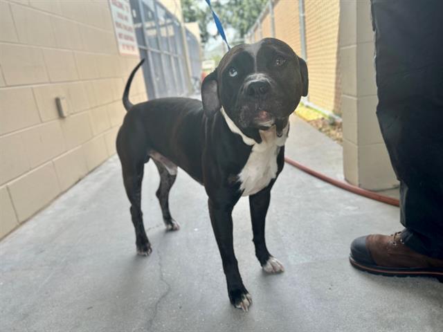 adoptable Dog in Saint Cloud, FL named DEUCE