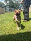 adoptable Dog in Saint Cloud, FL named KENSLY