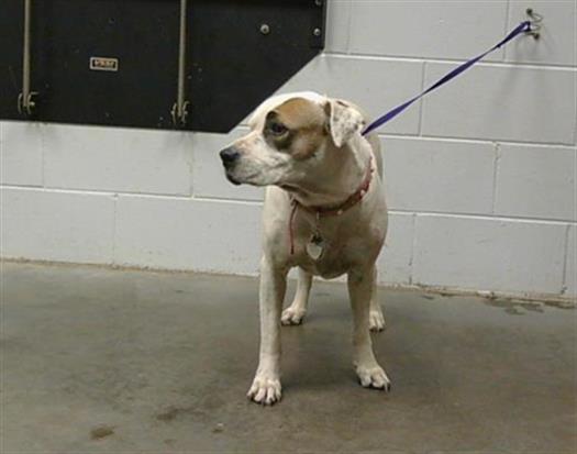 adoptable Dog in Saint Cloud, FL named REGINA