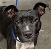 adoptable Dog in Saint Cloud, FL named BENITA