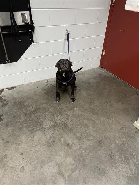 adoptable Dog in Saint Cloud, FL named BREGO