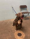 adoptable Dog in Saint Cloud, FL named POGO