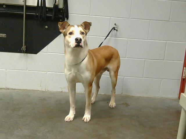 adoptable Dog in Saint Cloud, FL named CHANDLER