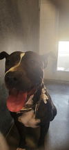 adoptable Dog in Saint Cloud, FL named LUNA