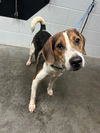 adoptable Dog in Saint Cloud, FL named CUDO