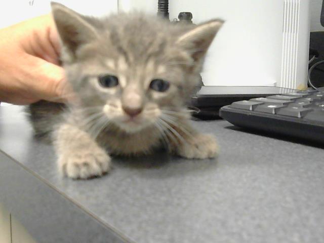 adoptable Cat in Saint Cloud, FL named JORDAN