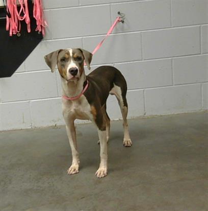 adoptable Dog in Saint Cloud, FL named BAXTER