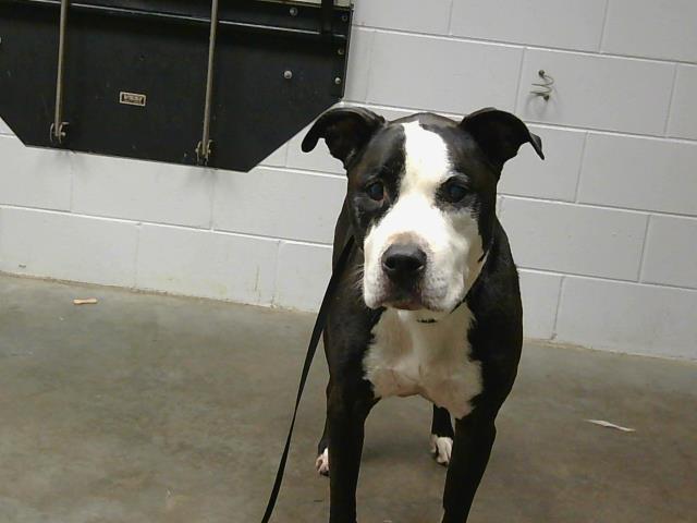 adoptable Dog in Saint Cloud, FL named OREO