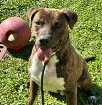 adoptable Dog in Saint Cloud, FL named LUCKY