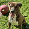 adoptable Dog in Saint Cloud, FL named LUCKY