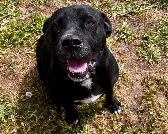 adoptable Dog in Saint Cloud, FL named DANTE