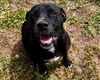 adoptable Dog in Saint Cloud, FL named DANTE