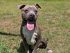 adoptable Dog in  named KING