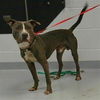 adoptable Dog in Saint Cloud, FL named BBQ BRISKET