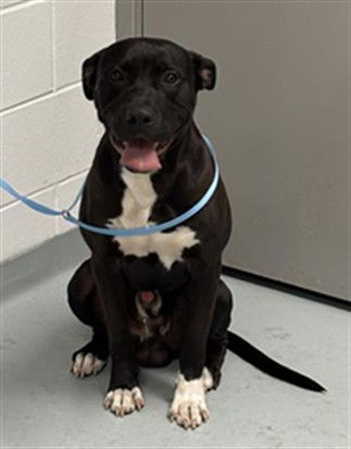adoptable Dog in Saint Cloud, FL named MOWGLI