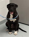 adoptable Dog in Saint Cloud, FL named MOWGLI