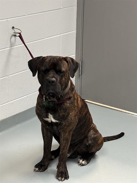 adoptable Dog in Saint Cloud, FL named THANOS