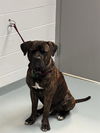 adoptable Dog in Saint Cloud, FL named THANOS