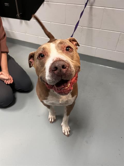 adoptable Dog in Saint Cloud, FL named ORION