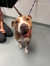 adoptable Dog in Saint Cloud, FL named ORION