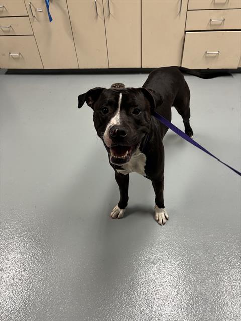 adoptable Dog in Saint Cloud, FL named ROCKY
