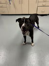 adoptable Dog in Saint Cloud, FL named ROCKY
